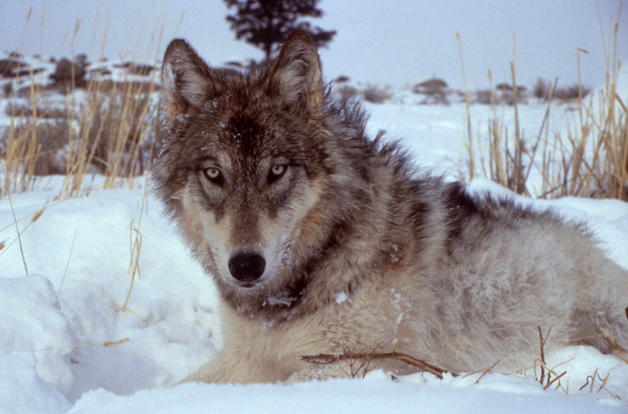 Wolf Reintroduction in Yellowstone