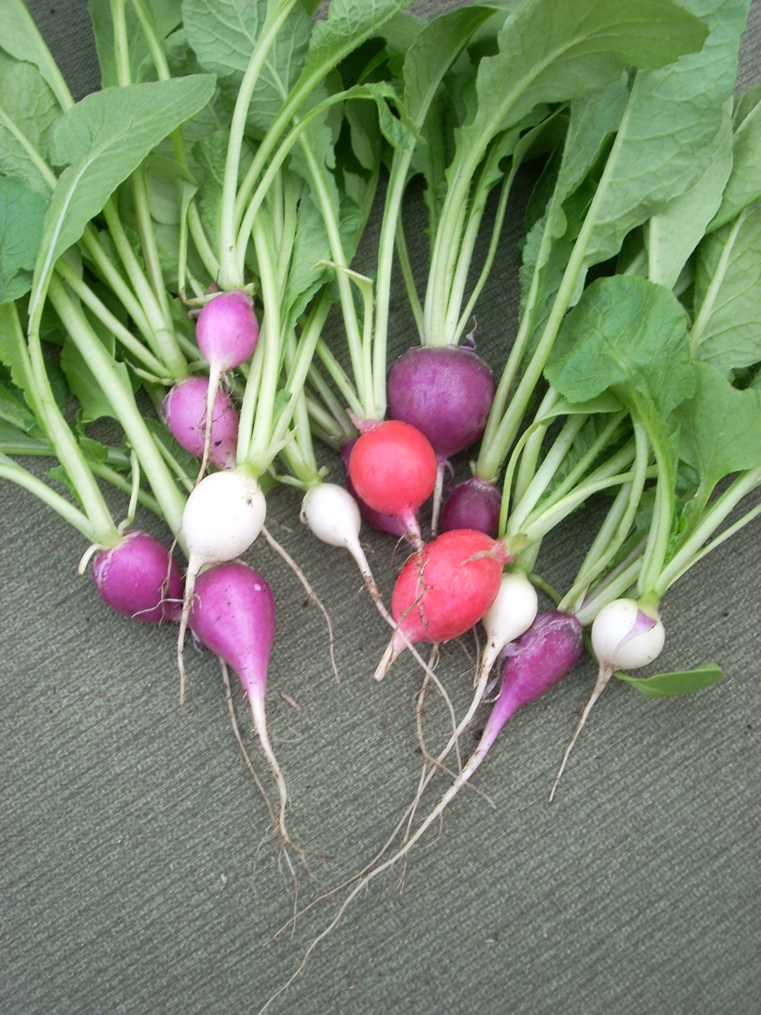 Radish Spirals (Radi)