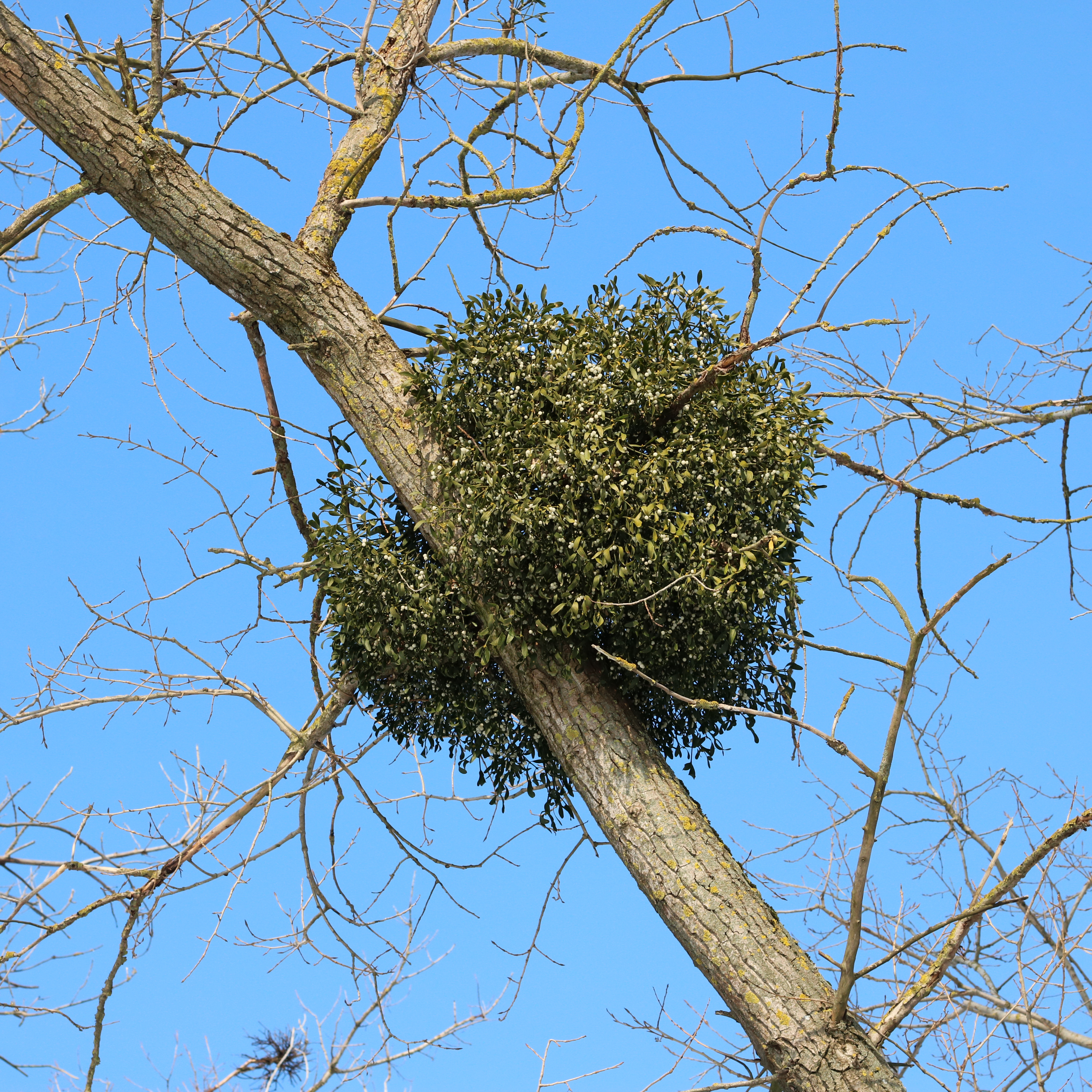 Mistletoe Kiss