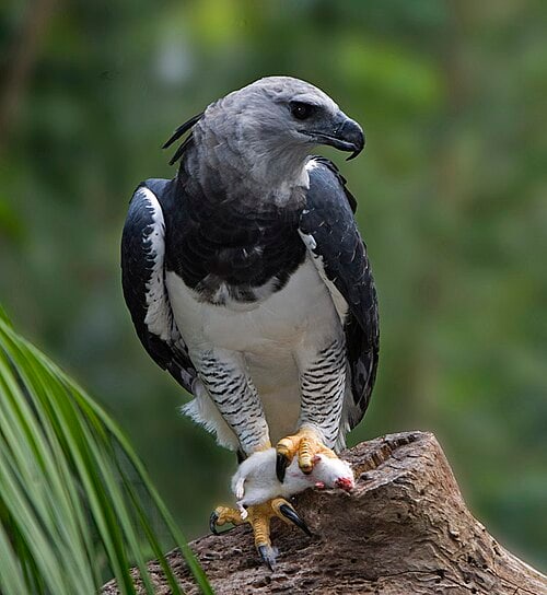 Harpy eagle