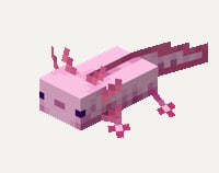 Axolotl
