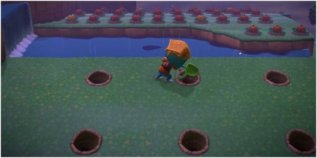 Fruit orchard