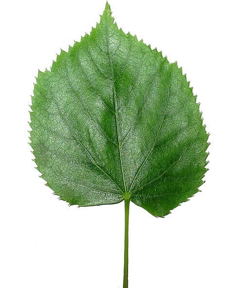 Leaf rubbing collection