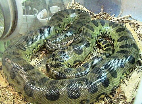 Anaconda