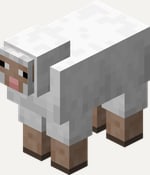Sheep