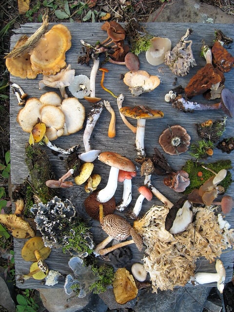 Local biodiversity count