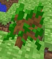 Tree nursery