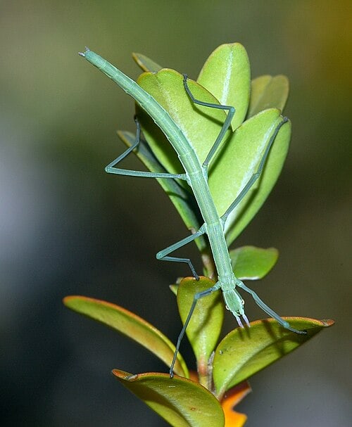 Stick insect
