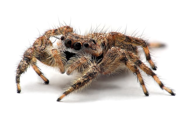 Jumping spider