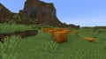 Pumpkin patch