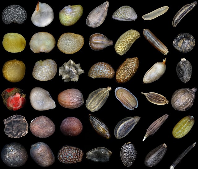 Seed-shape study