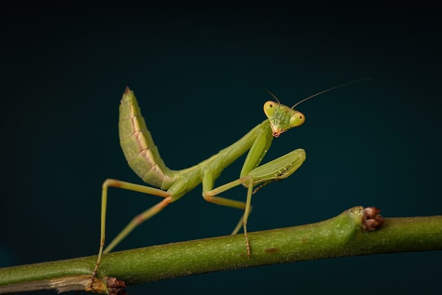 Praying mantis