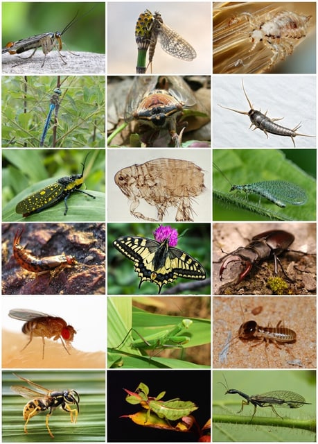 Insect observation station
