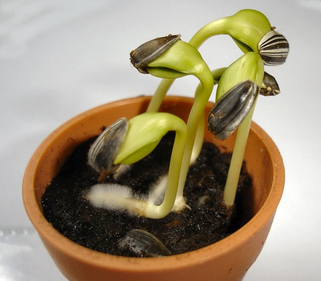 Seed-sprouting journal