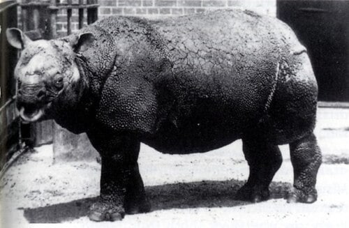 Javan rhinoceros