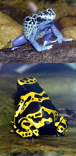 Poison dart frog
