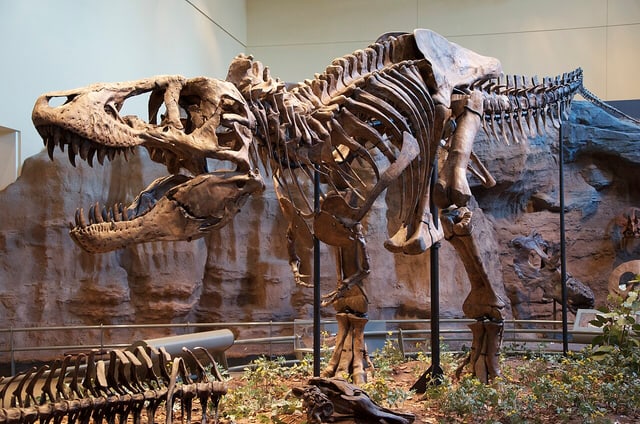 Tyrannosaurus rex