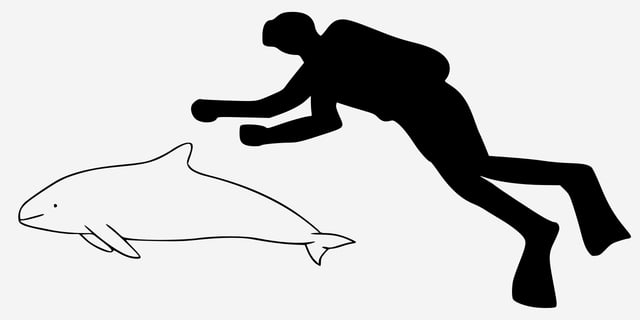 Vaquita