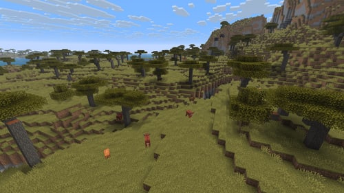 Savanna